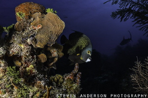 French Angel peers around the corner with the shadow of a... by Steven Anderson 